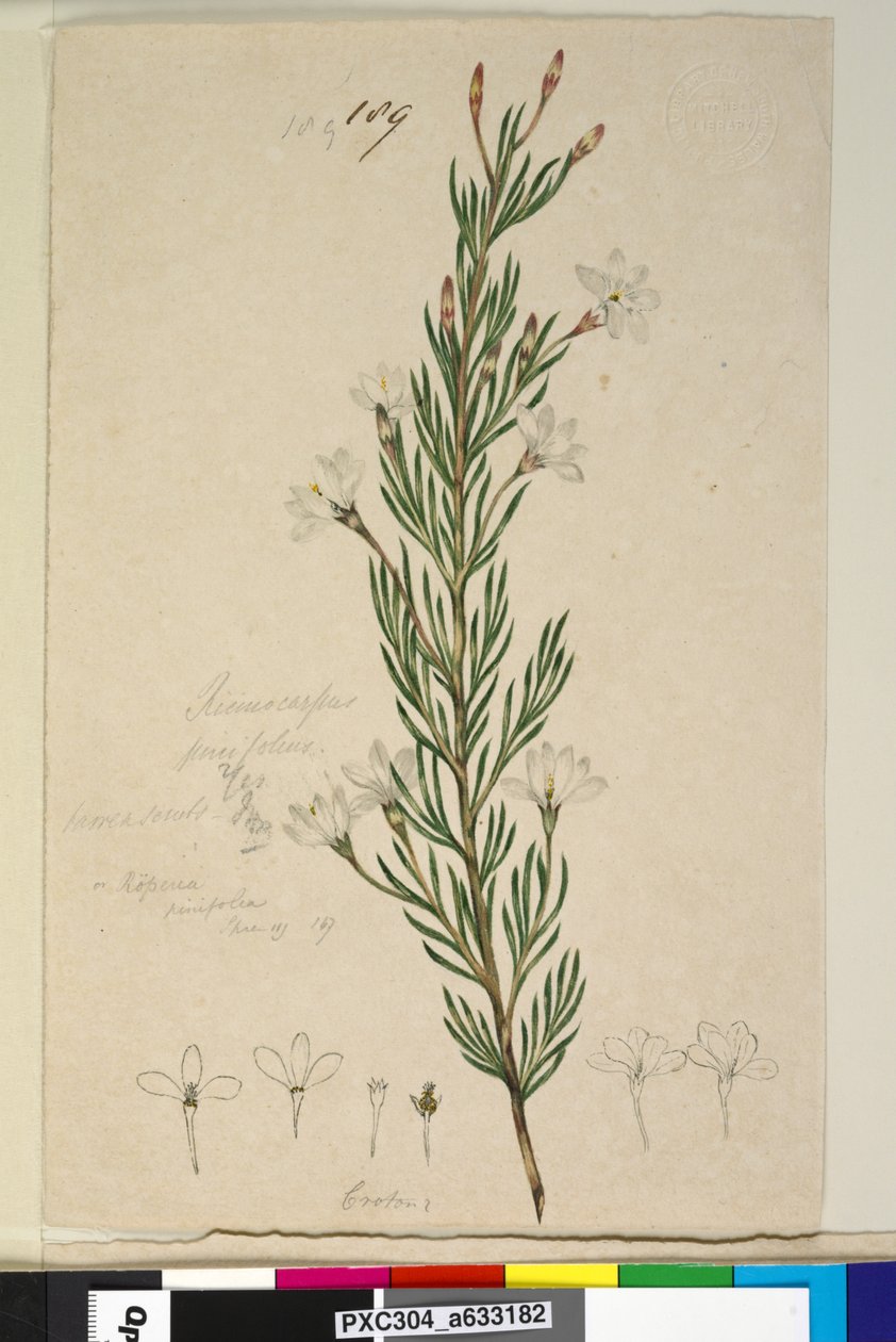 Strana 189. Ricinocarpus pinifolius, c.1803-06 (wc, pero, inkoust a tužka) od John William Lewin