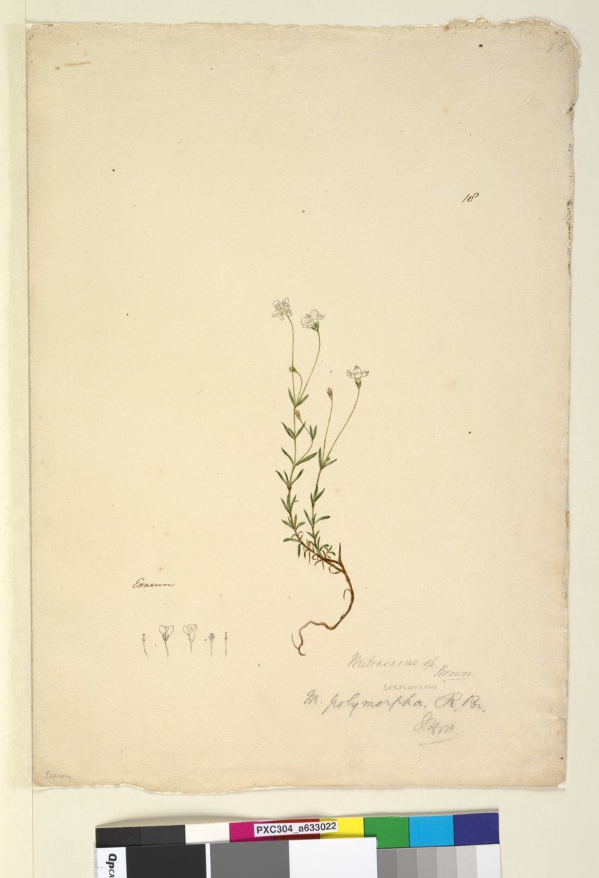 Strana 18. Mitrasacme polymorpha, c.1803-06 (wc, pero, inkoust a tužka) od John William Lewin