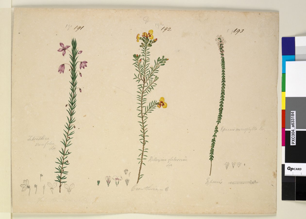 Strana 191. Tetratheca ericifolia; 192. Dillwynia glaberrima; 193. Epacris microphylla, c.1803-06 (wc, pero, inkoust a tužka) od John William Lewin