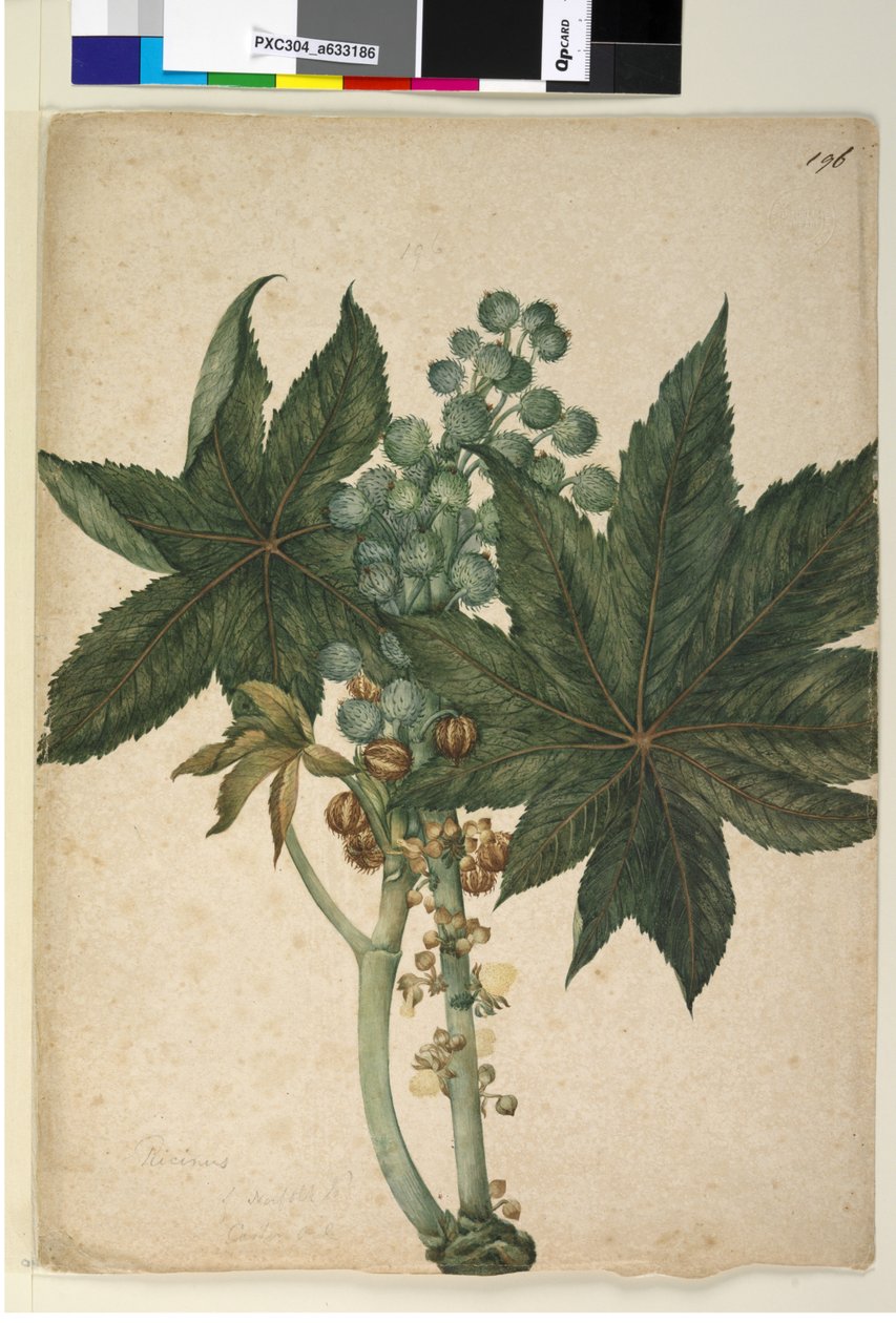 Strana 196. Ricinus Ricinus communis, c.1803-06 (wc, pero, inkoust a tužka) od John William Lewin
