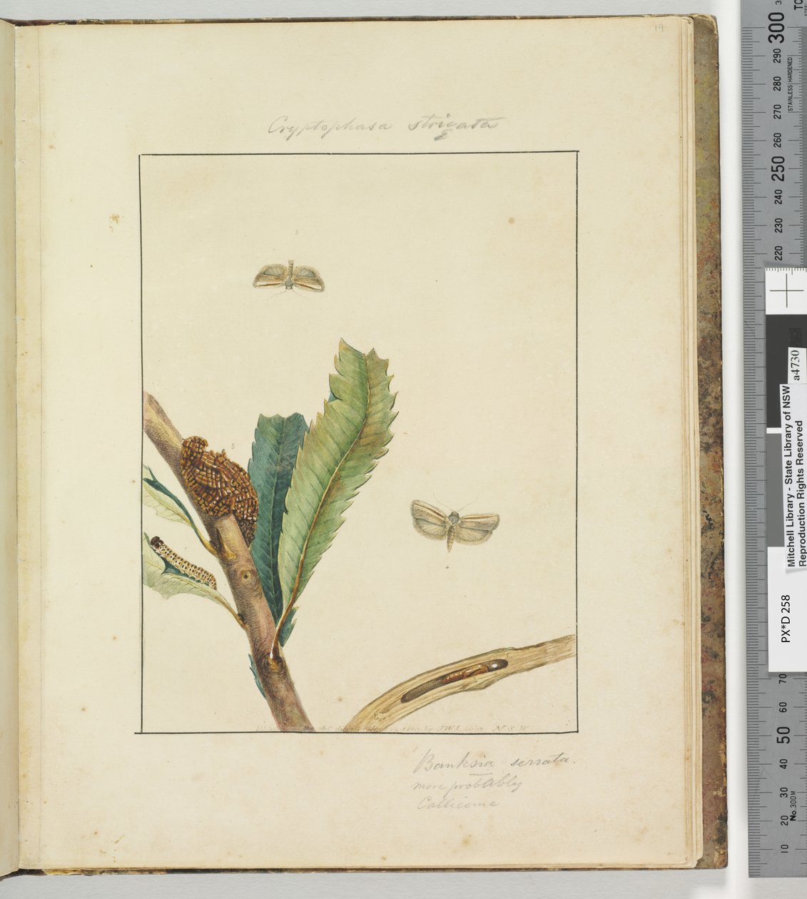 Strana 19. Talíř 5 Cryptohasa Strigata, 1803-04 (ručně kolorované lepty) od John William Lewin