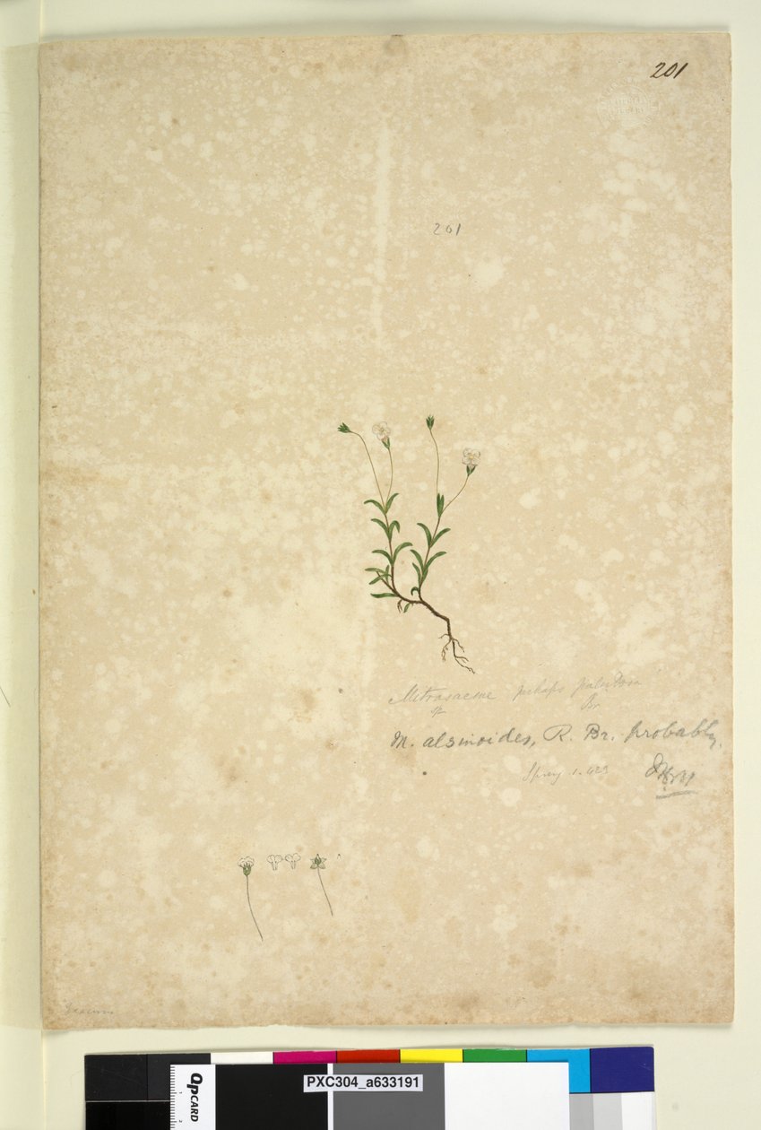 Strana 201. Mitrasacme alsinoides, c.1803-06 (wc, pero, inkoust a tužka) od John William Lewin