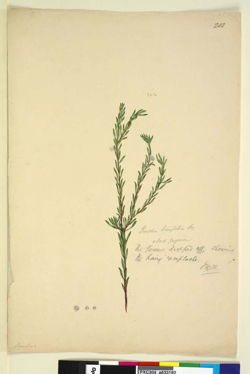Strana 202. Pimelia linifolia, c.1803-06 (wc, pero, inkoust a tužka) od John William Lewin