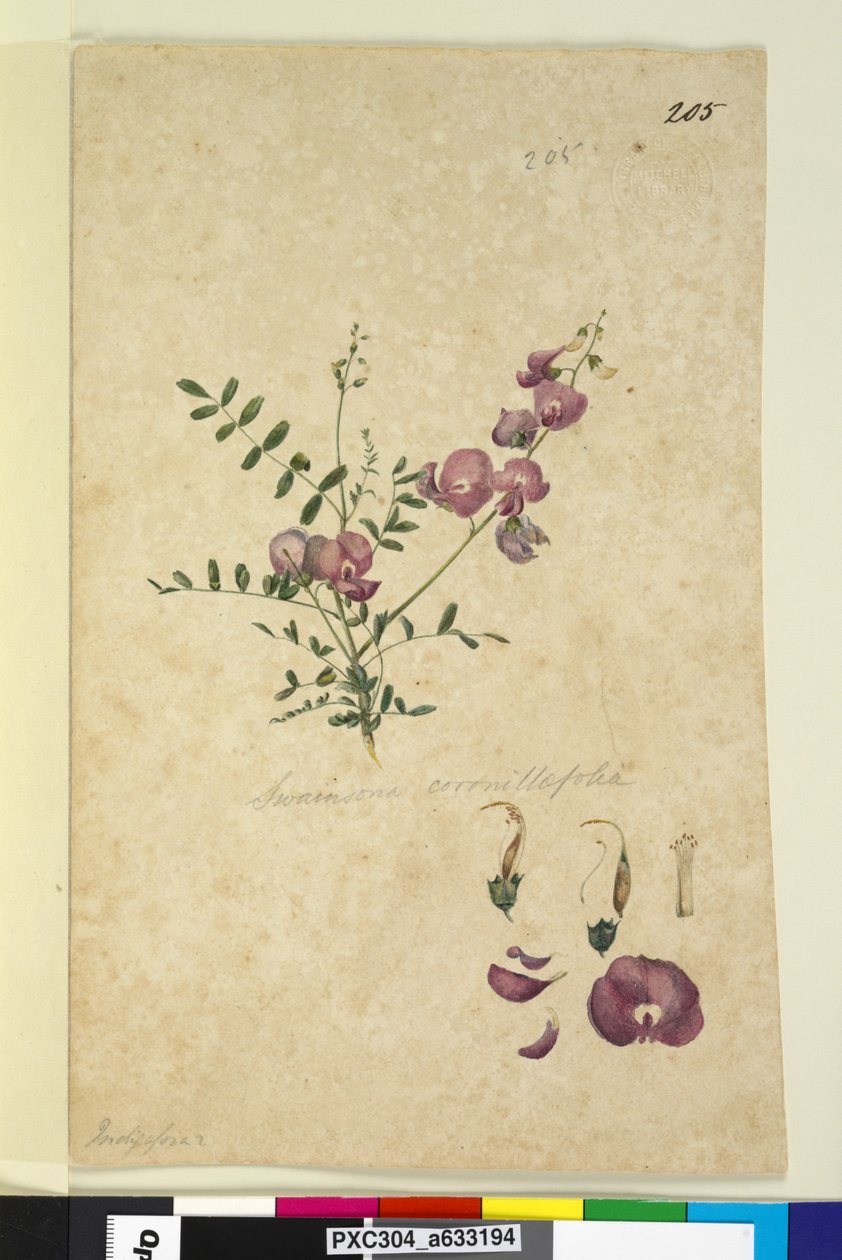 Strana 205. Swainsona, c.1803-06 (wc, pero, inkoust a tužka) od John William Lewin