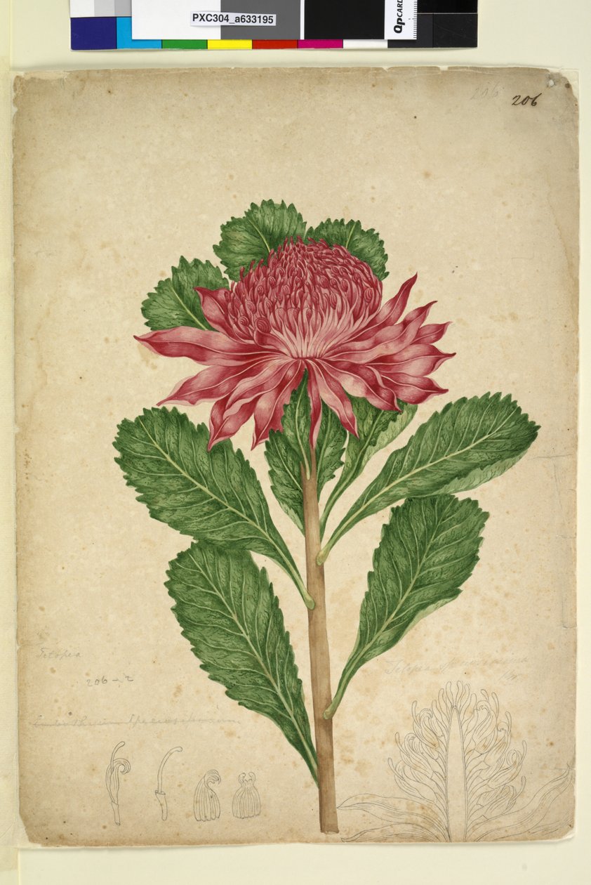 Strana 206. Telopea speciosissima, c.1803-06 (wc, pero, inkoust a tužka) od John William Lewin