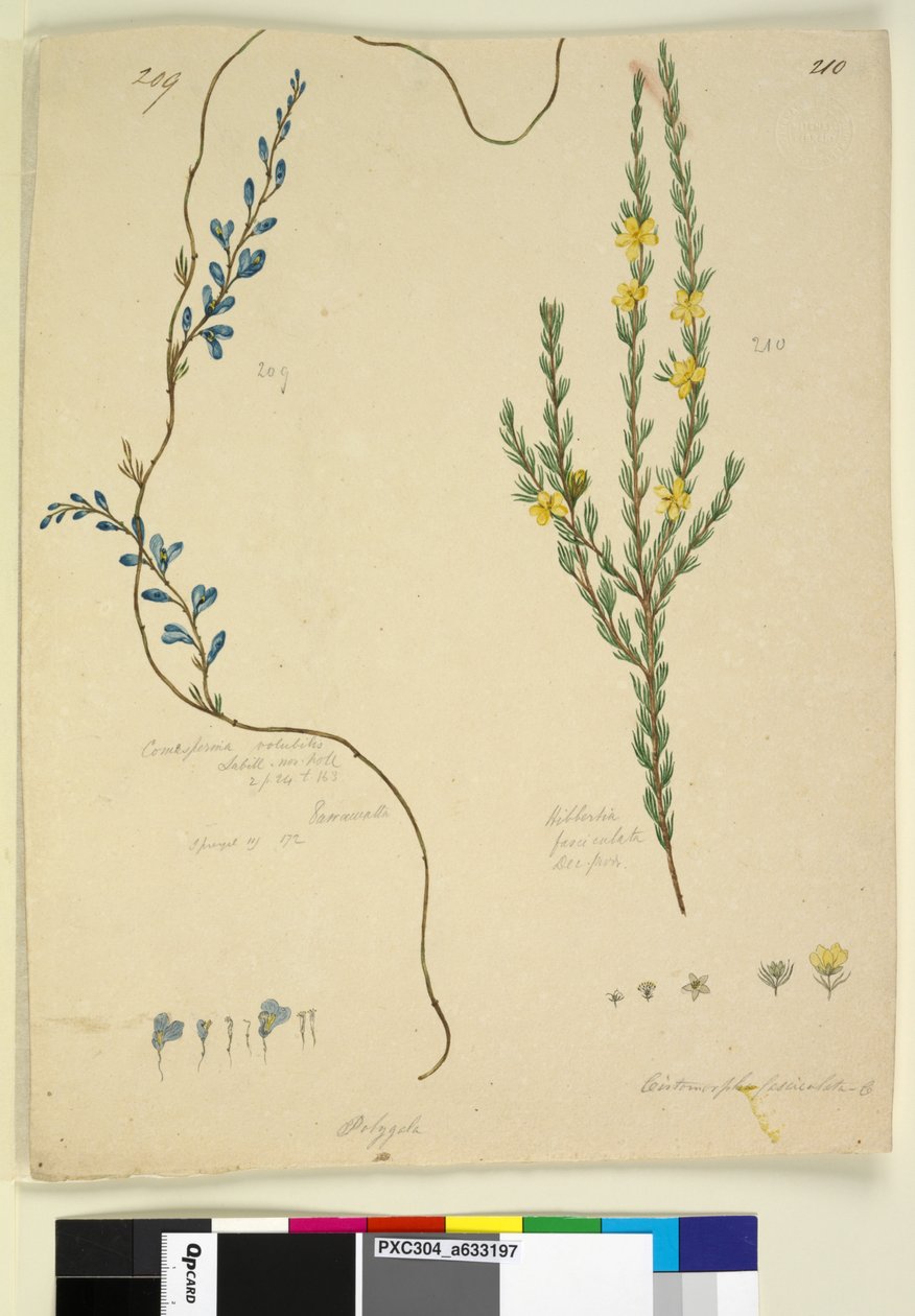 Strana 209. Comesperma volubile; 210. Hibbertia fasciculata, asi 1803-06 (čb, pero, tuš a tužka) od John William Lewin