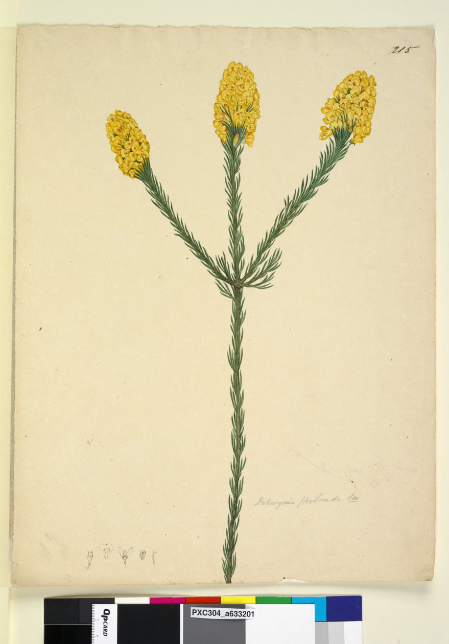 Strana 215. Dillwynia floribunda, c.1803-06 (wc, pero, inkoust a tužka) od John William Lewin