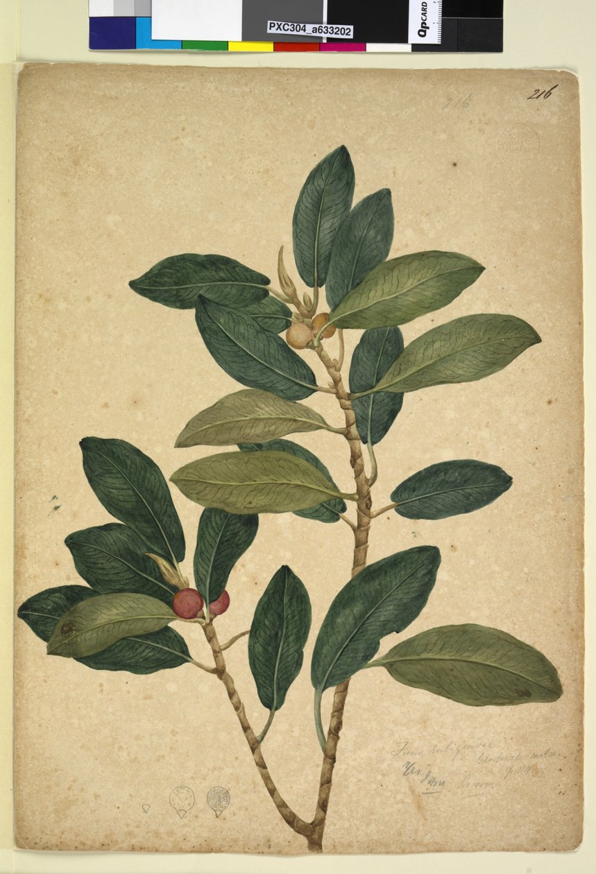 Strana 216. Ficus rubiginosa, c.1803-06 (wc, pero, inkoust a tužka) od John William Lewin