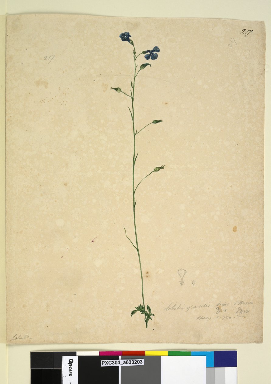 Strana 217. Lobelia gracilis, c.1803-06 (wc, pero, inkoust a tužka) od John William Lewin