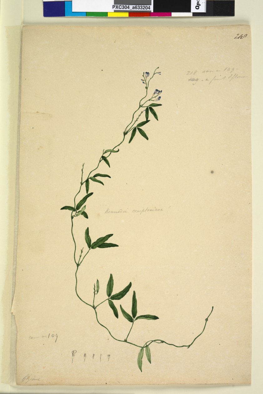 Strana 218. Kennedia comptoniana Hardenbergia comptoniana, c.1803-06 (wc, pero, inkoust a tužka) od John William Lewin