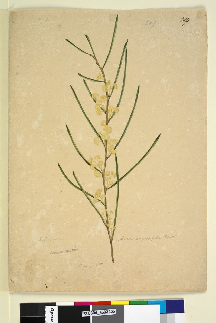 Strana 219. Acacia angustifolia, c.1803-06 (wc, pero, inkoust a tužka) od John William Lewin