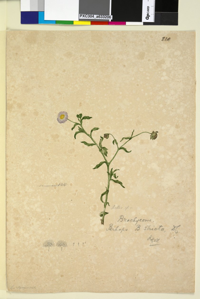 Strana 220. Brachycome multifida, c.1803-06 (wc, pero, inkoust a tužka) od John William Lewin