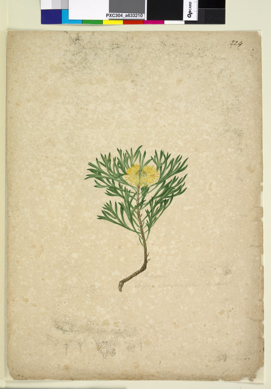 Strana 224. Isopogon anemonifolius, c.1803-06 (wc, pero, inkoust a tužka) od John William Lewin