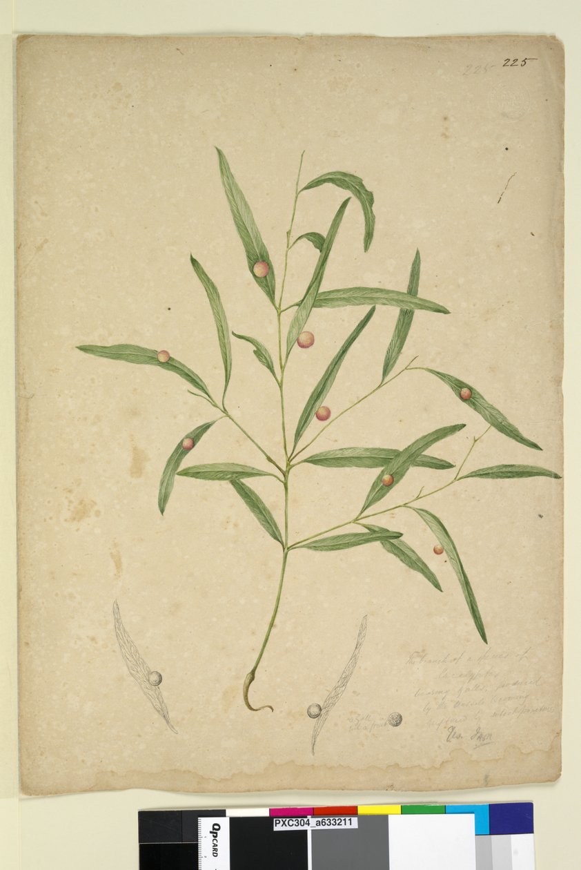 Strana 225. Větev druhu Eucalyptus nesoucí hálky..., kolem 1803-06 (wc, pero, inkoust a tužka) od John William Lewin
