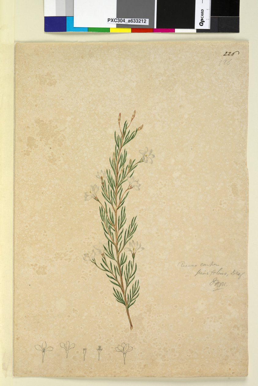 Strana 226. Ricinocarpus pinifolius, c.1803-06 (wc, pero, inkoust a tužka) od John William Lewin