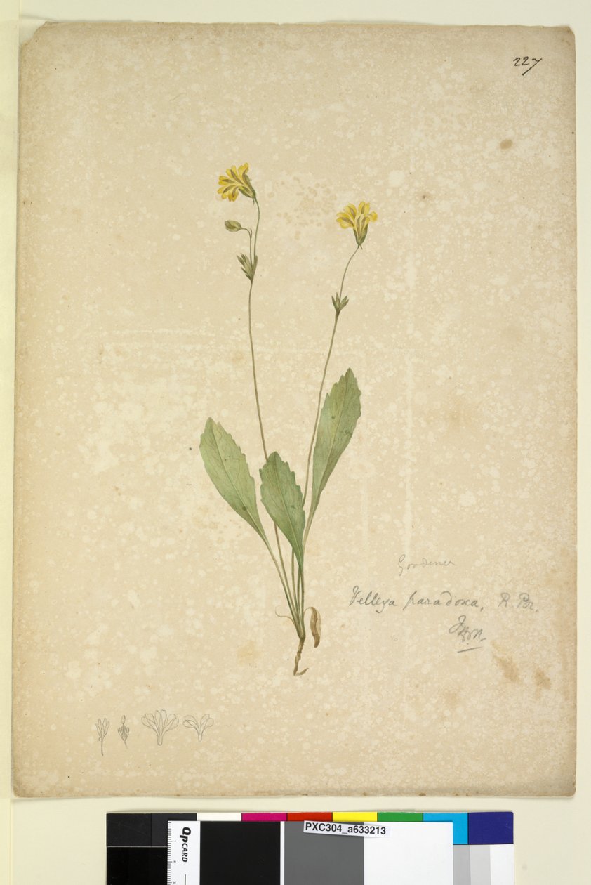 Strana 227. Velleia paradoxa, c.1803-06 (wc, pero, inkoust a tužka) od John William Lewin