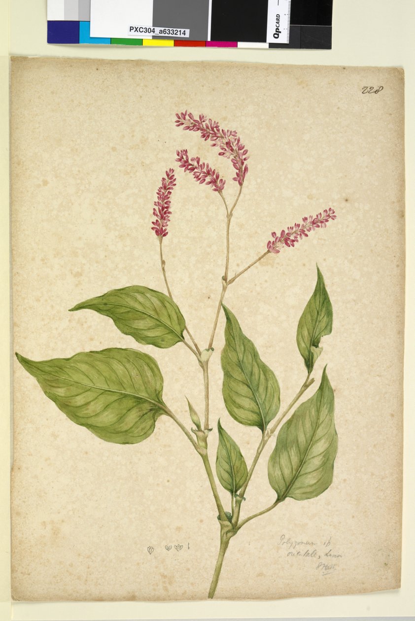 Strana 228. Polygonum orientale, c.1803-06 (wc, pero, inkoust a tužka) od John William Lewin