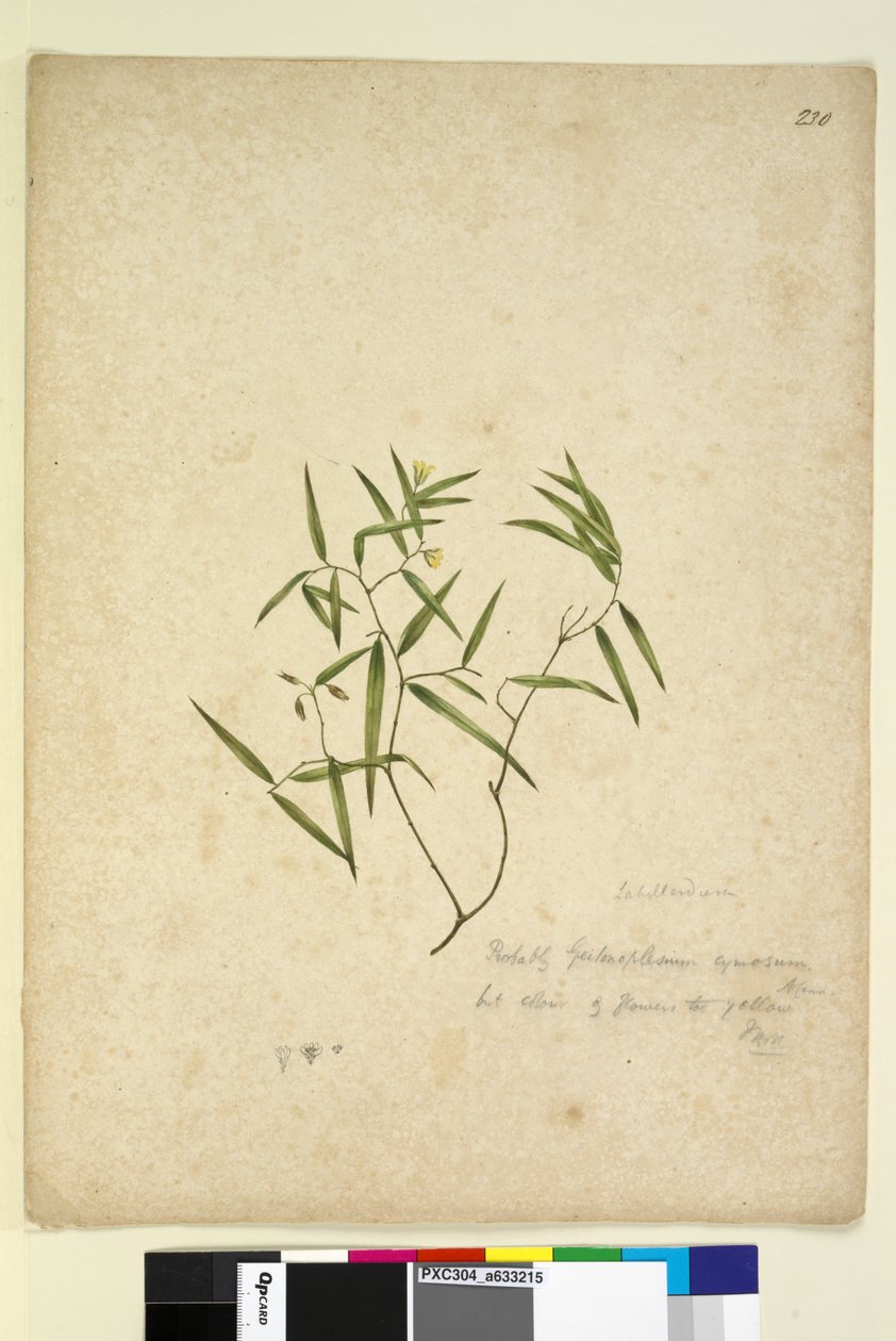 Strana 230. Geitonoplesium cymosum, c.1803-06 (wc, pero, inkoust a tužka) od John William Lewin