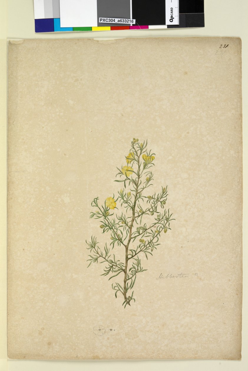 Strana 231. Hibbertia sp, c.1803-06 (wc, pero, inkoust a tužka) od John William Lewin
