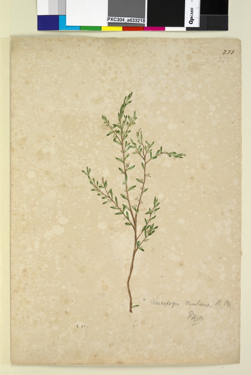 Strana 233. Leucopogon, c.1803-06 (wc, pero, inkoust a tužka) od John William Lewin