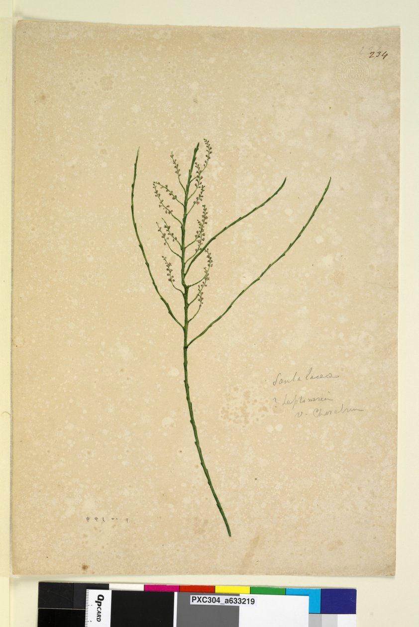 Strana 234. Leptomeria, c.1803-06 (wc, pero, inkoust a tužka) od John William Lewin