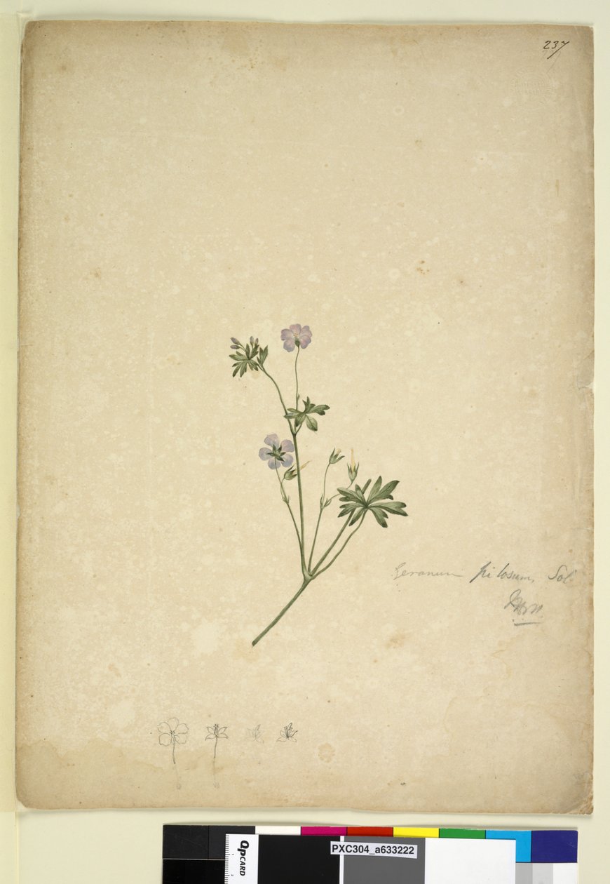 Strana 237. Geranium pilosum, c.1803-06 (wc, pero, inkoust a tužka) od John William Lewin