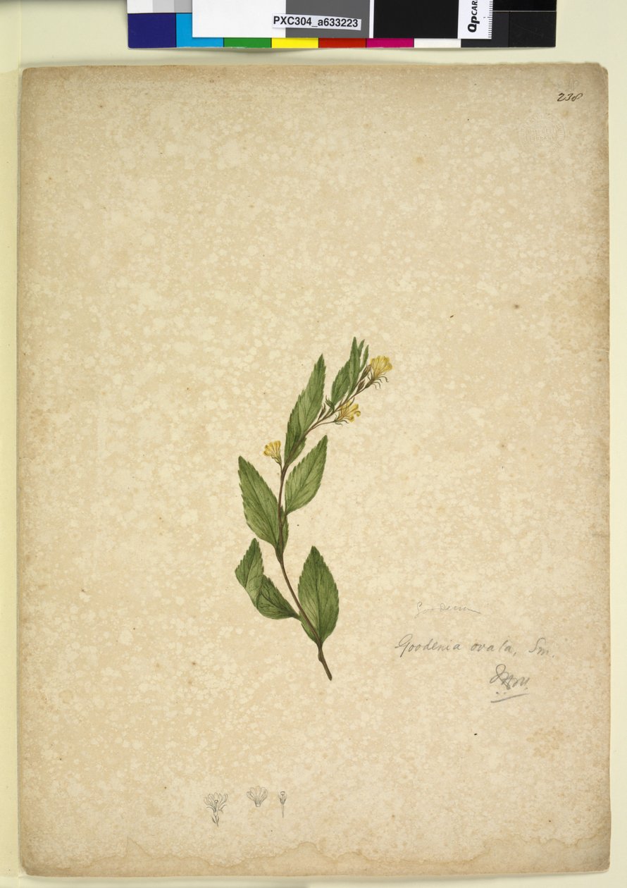 Strana 238. Goodenia ovata, c.1803-06 (wc, pero, inkoust a tužka) od John William Lewin