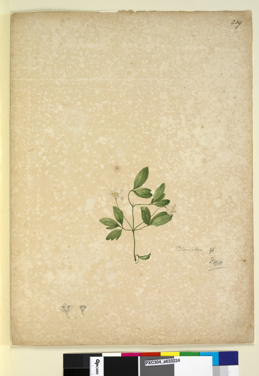 Strana 239. Clematis, c.1803-06 (wc, pero, inkoust a tužka) od John William Lewin