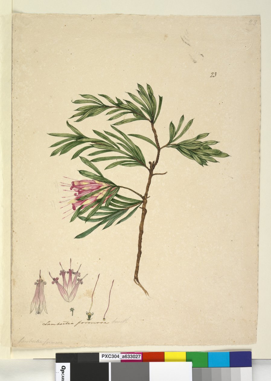 Strana 23. Lambertia formosa, c.1803-06 (wc, pero, inkoust a tužka) od John William Lewin