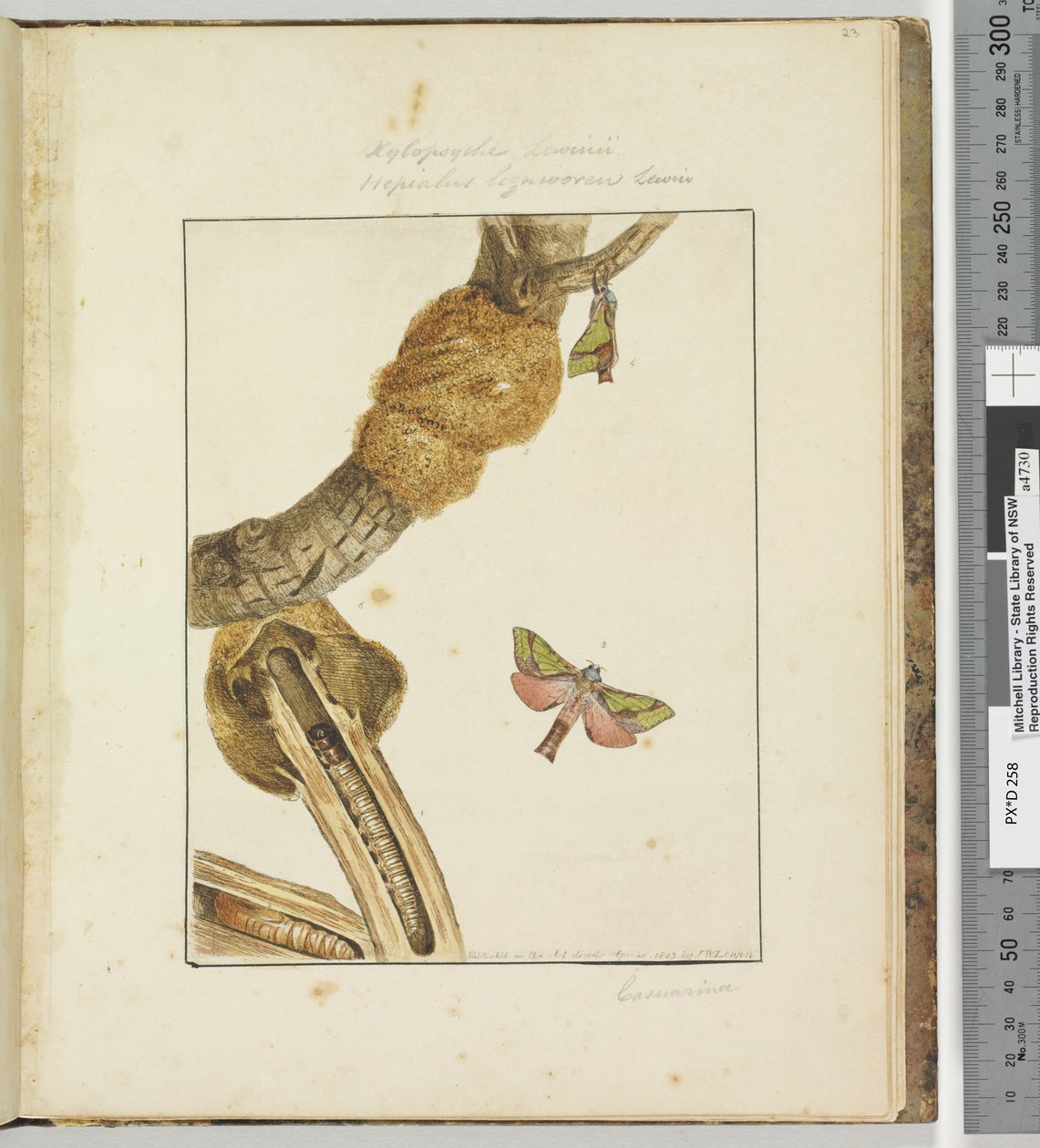 Strana 23 Talíř 6 Xylopsyche Lewinni Hepialus Ligniveren Lewin, 1803-04 (ručně kolorované lepty) od John William Lewin