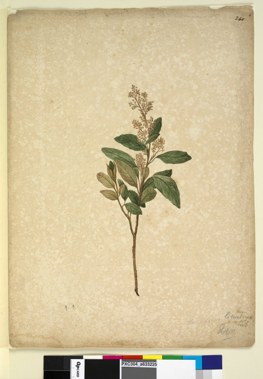Strana 240. Pomaderris ligustrina, c.1803-06 (wc, pero, inkoust a tužka) od John William Lewin