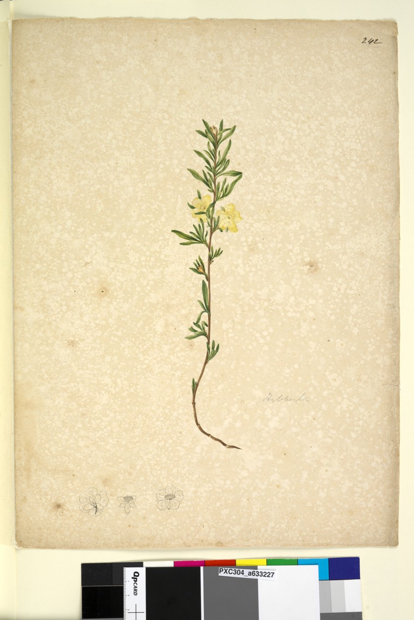 Strana 242. Hibberta, c.1803-06 (wc, pero, inkoust a tužka) od John William Lewin