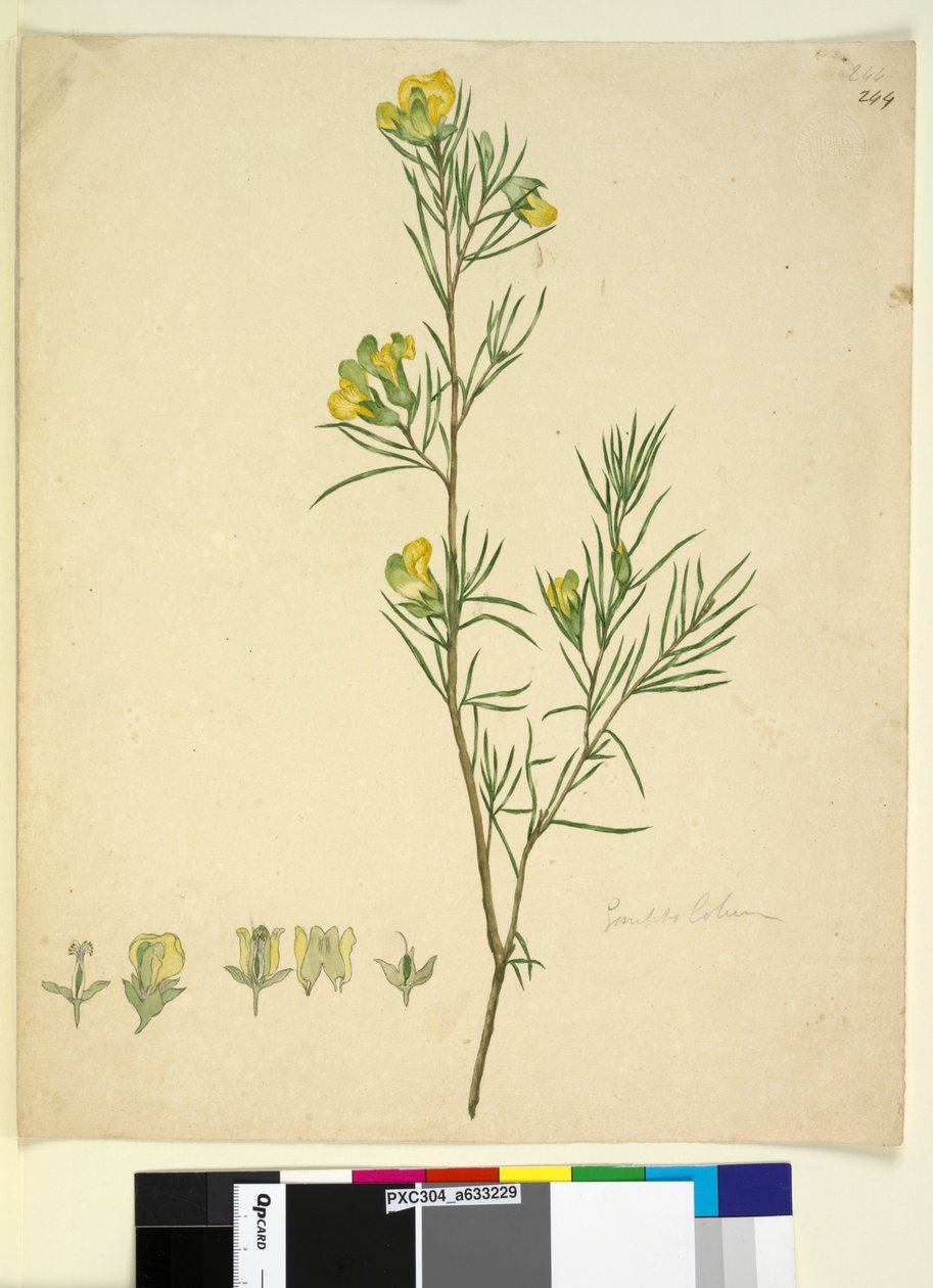 Strana 244. Gompholobium, c.1803-06 (wc, pero, inkoust a tužka) od John William Lewin