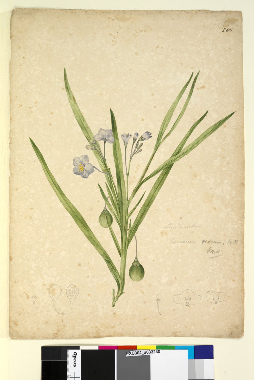 Strana 245. Solanum vescum, c.1803-06 (wc, pero, inkoust a tužka) od John William Lewin