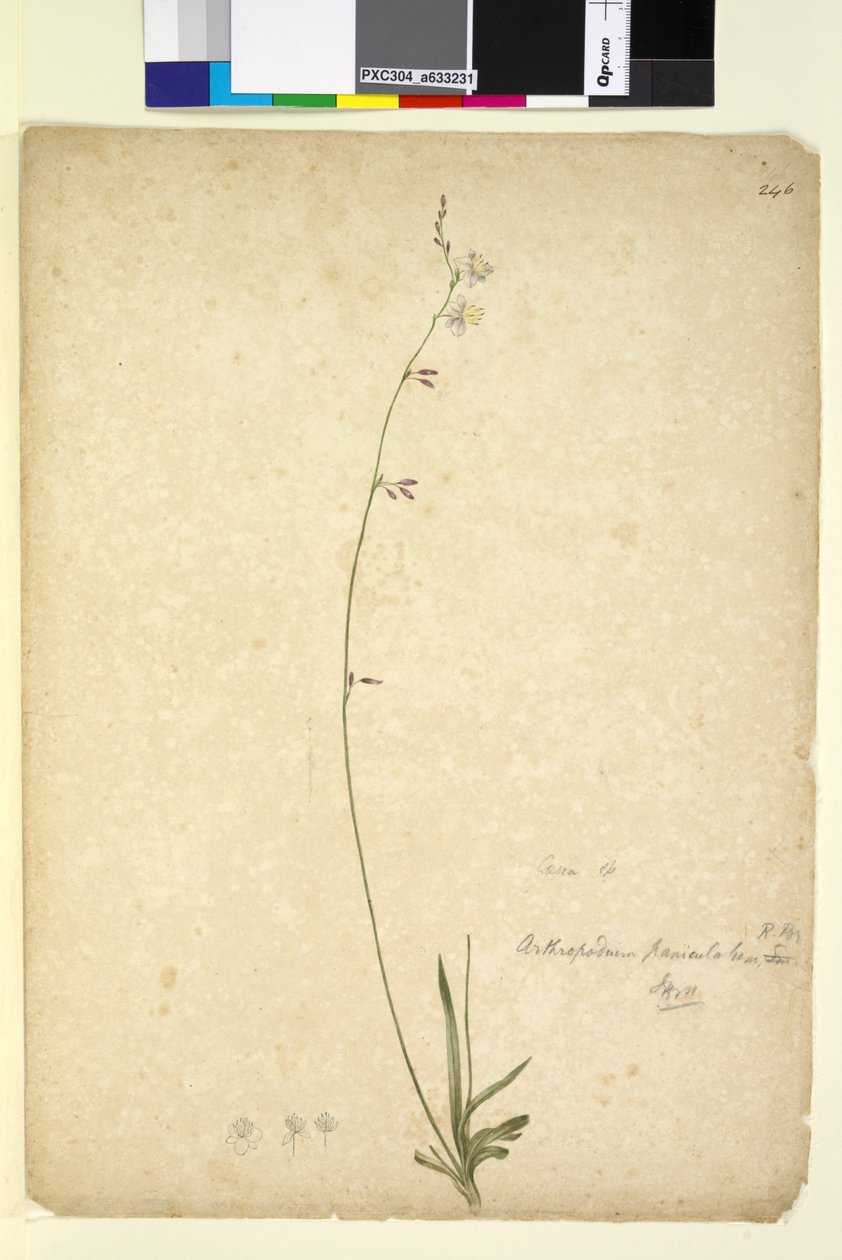 Strana 246. Arthropodium paniculatum, c.1803-06 (wc, pero, inkoust a tužka) od John William Lewin