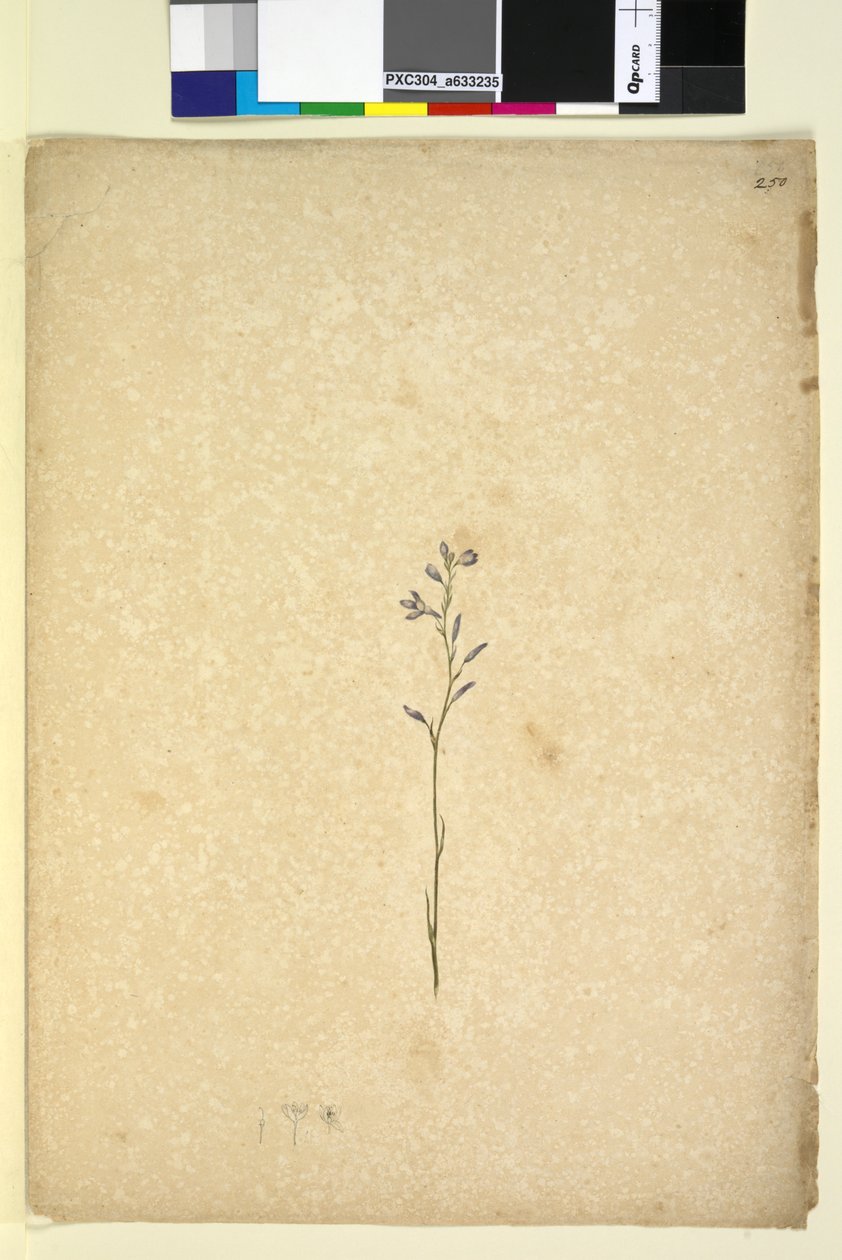 Strana 250. Neidentifikovaný závod, c.1803-06 (wc, pero, inkoust a tužka) od John William Lewin