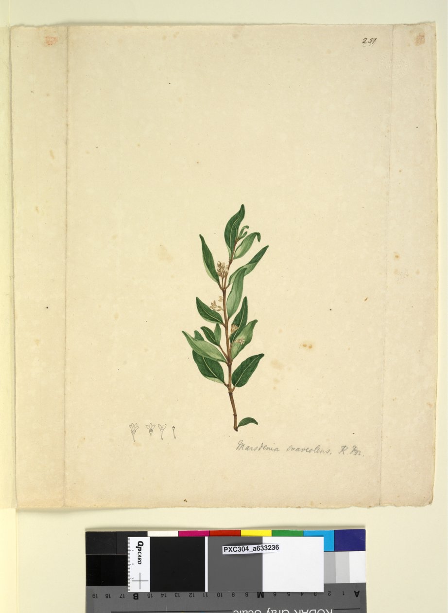 Strana 251. Marsdenia suaveolens, c.1803-06 (wc, pero, inkoust a tužka) od John William Lewin