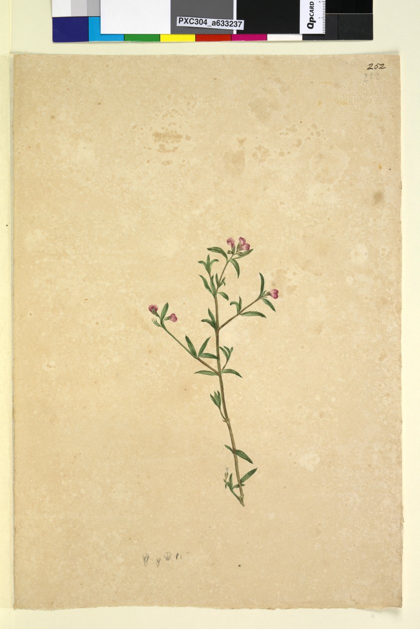Strana 252. Neidentifikovaný závod, c.1803-06 (wc, pero, inkoust a tužka) od John William Lewin