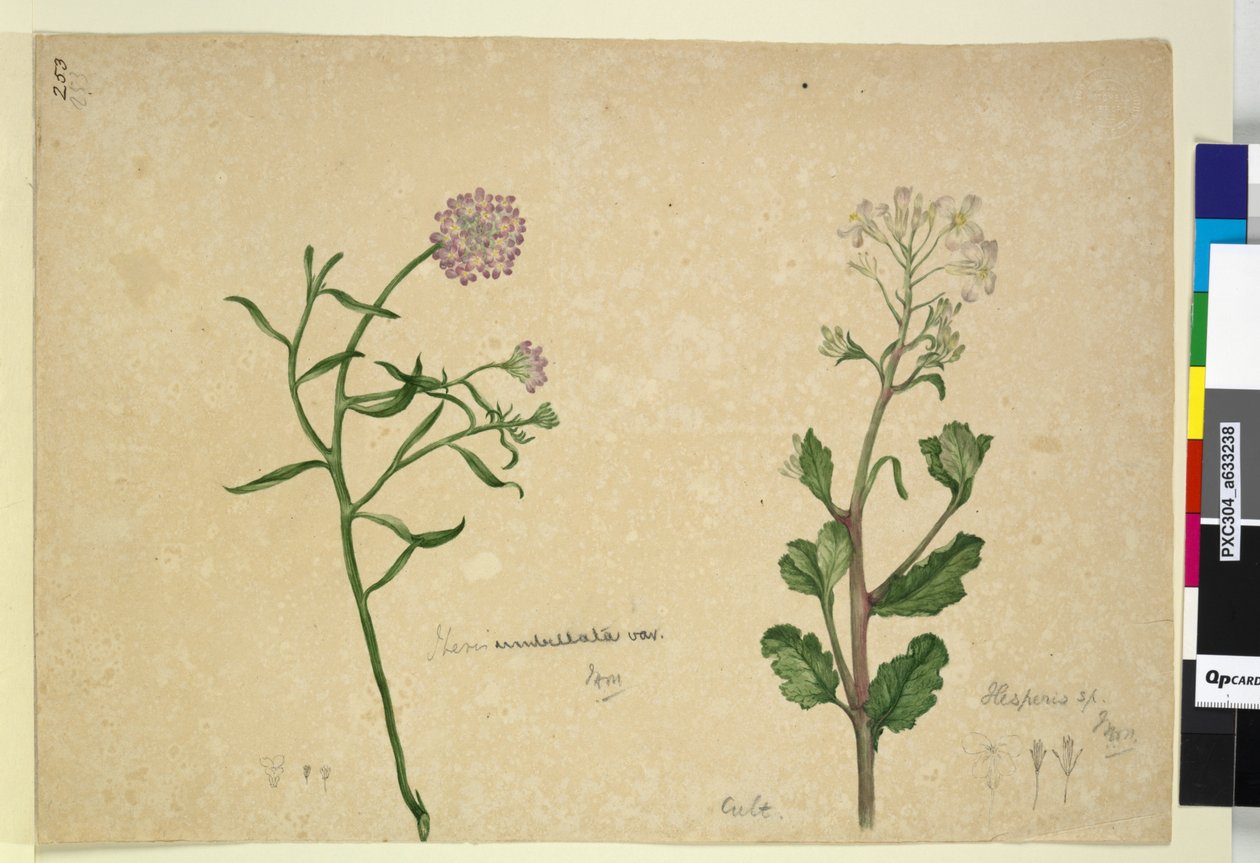 Strana 253. Iberis umbellata; Hesperis sp., c.1803-06 (wc, pero, inkoust a tužka) od John William Lewin