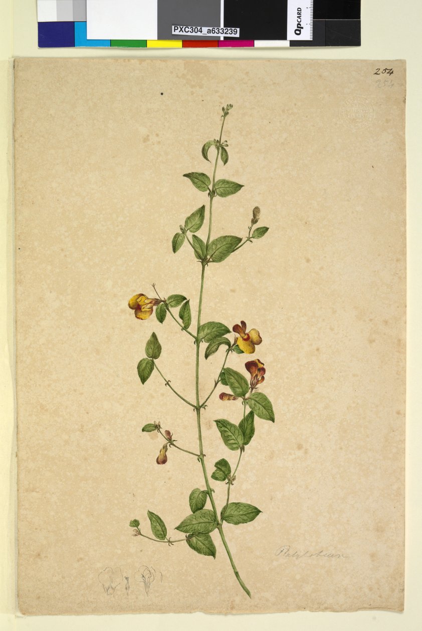 Strana 254. Platylobium, c.1803-06 (wc, pero, inkoust a tužka) od John William Lewin