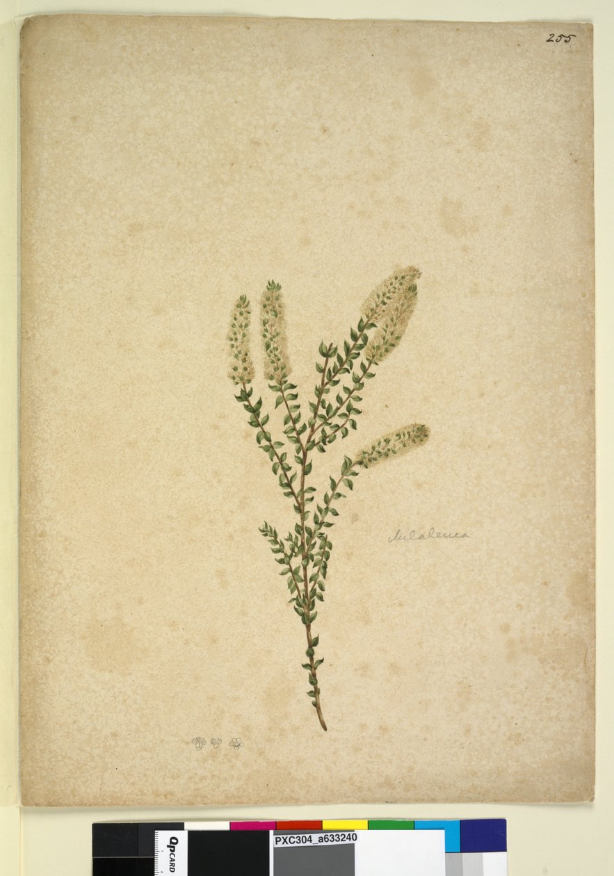 Strana 255. Melaleuca, c.1803-06 (wc, pero, inkoust a tužka) od John William Lewin