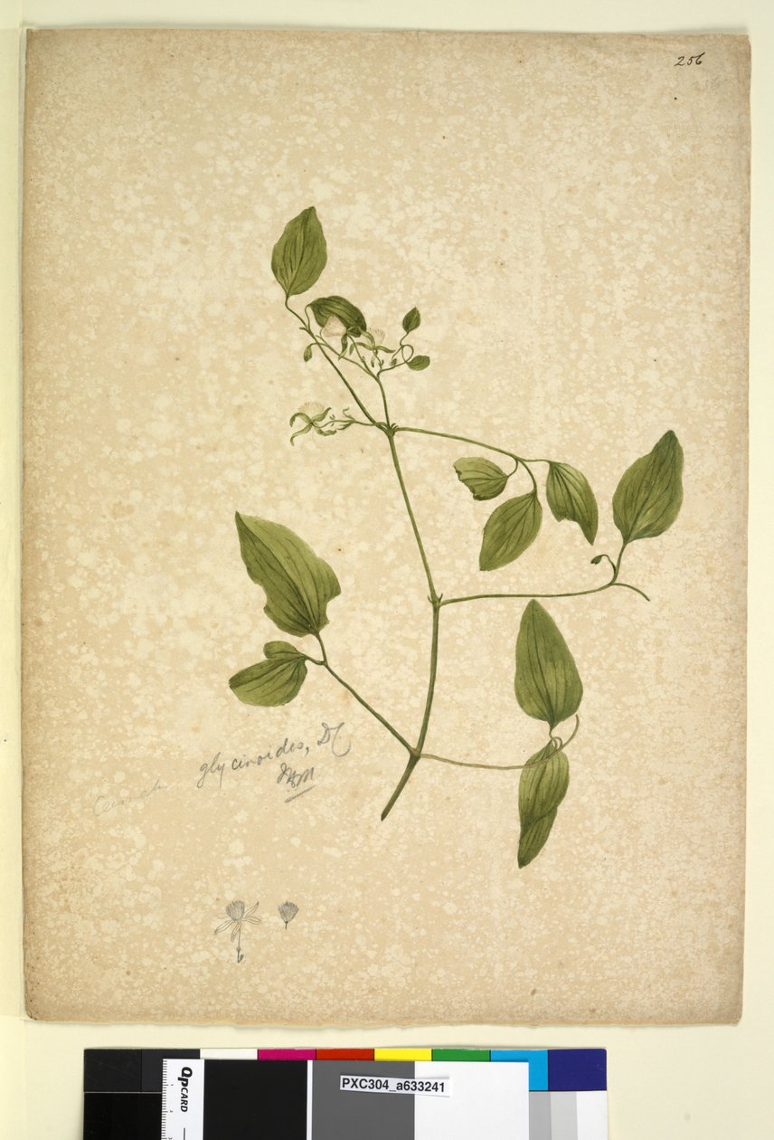 Strana 256. Clematis glycinoides, c.1803-06 (wc, pero, inkoust a tužka) od John William Lewin
