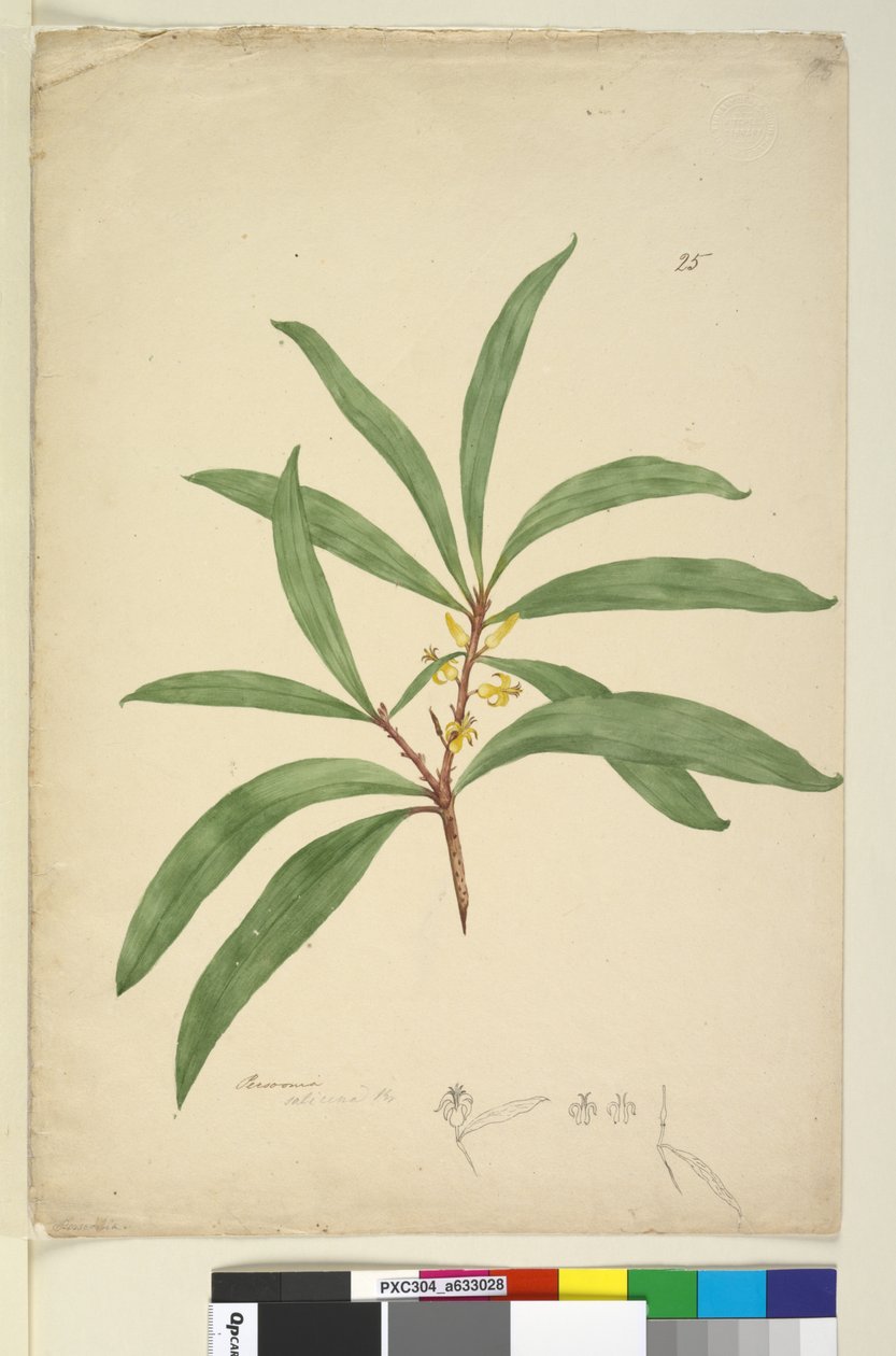 Strana 25. Persoonia salicina, c.1803-06 (wc, pero, inkoust a tužka) od John William Lewin