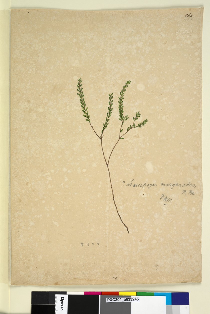 Strana 260. Leucopogon margarodes, c.1803-06 (wc, pero, inkoust a tužka) od John William Lewin