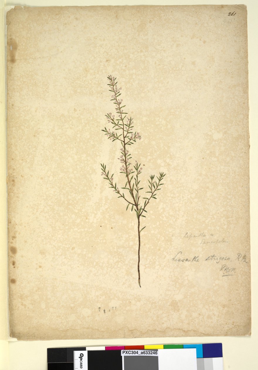 Strana 261. Lissanthe strigosa, c.1803-06 (wc, pero, inkoust a tužka) od John William Lewin