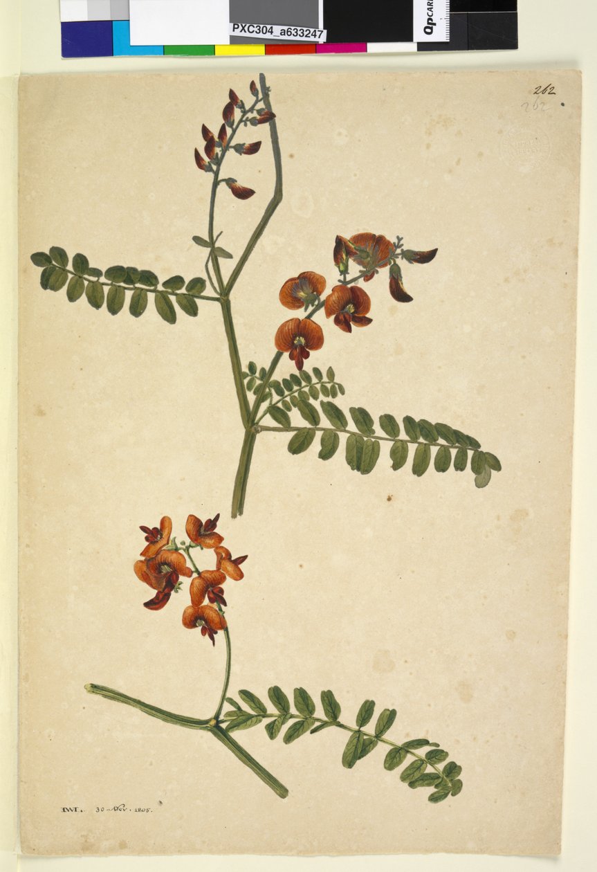Strana 262. Podepsán: I.W.L. 30. listopadu 1805, kolem 1803-06 (wc, pero, inkoust a tužka) od John William Lewin