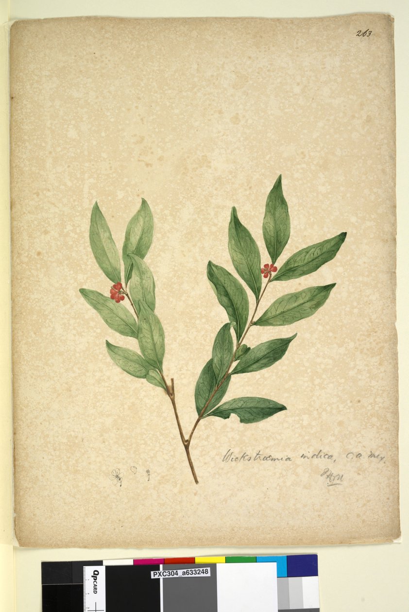 Strana 263. Wikstroemia indica, c.1803-06 (wc, pero, inkoust a tužka) od John William Lewin