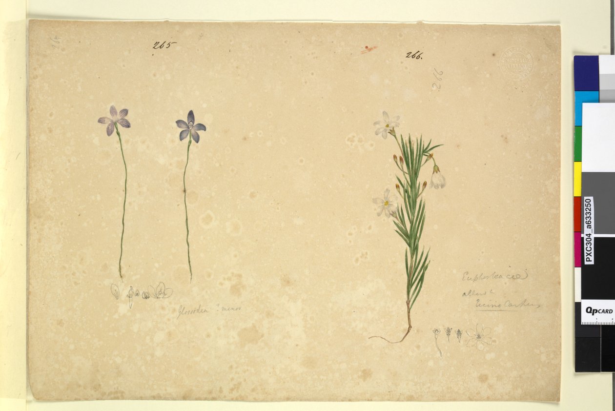 Strana 265. Glossodia minor; 266. Ricinocarpus, c.1803-06 (wc, pero, inkoust a tužka) od John William Lewin