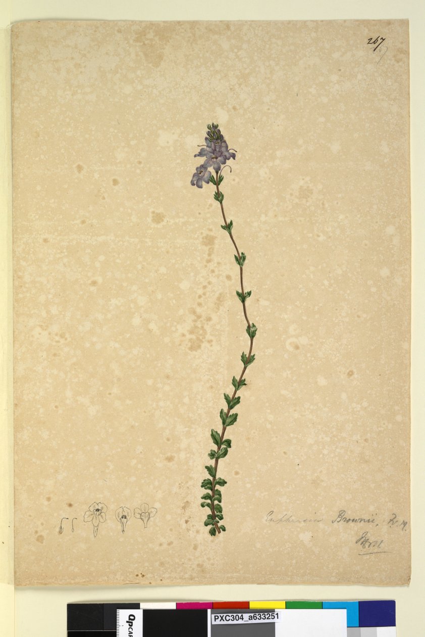 Strana 267. Euphrasia brownii, c.1803-06 (wc, pero, inkoust a tužka) od John William Lewin