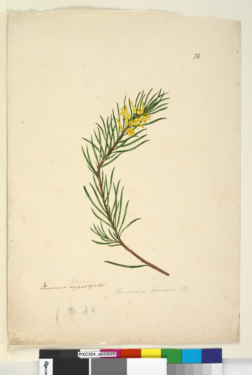 Strana 26. Persoonia linearis, c.1803-06 (wc, pero, inkoust a tužka) od John William Lewin